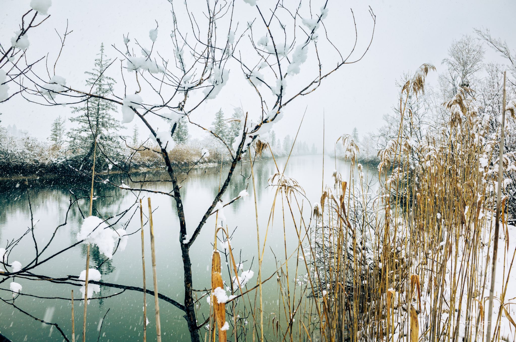 Blick durch's Schilf auf die winterliche Loisach